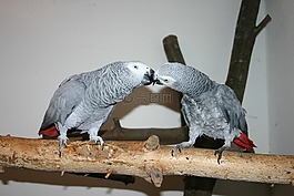 動物,鳥類,灰色的鸚鵡