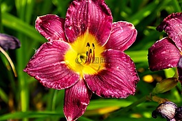 百合,開花,紅色