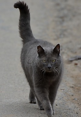 貓咪,貓,動物