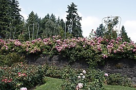玫瑰,測(cè)試,花園
