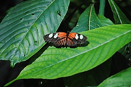 蝴蝶,蝴蝶保護(hù)區(qū),基韋斯特