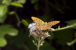 昆蟲(chóng),蝴蝶,花