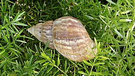 蝸牛,外殼,草