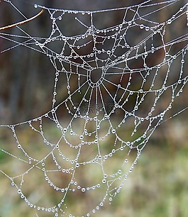 web,蜘蛛,滴