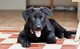 黑的德國牧羊犬,小狗,狗