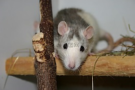 動物,大鼠,nager