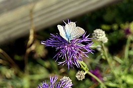 蝴蝶,開花,昆蟲