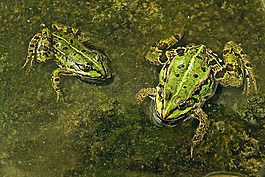 動物,青蛙,水
