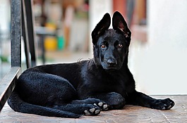 黑的德國牧羊犬,小狗,狗