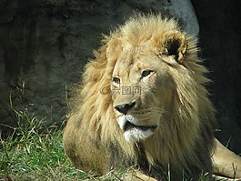 獅子,動物,野生動物