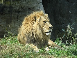 獅子,國(guó)王,鬃毛