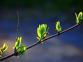 植物區(qū)系,自然,葉子