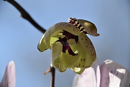 花,芽,蘭花