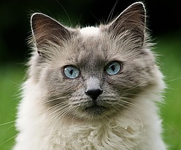 貓,動物,貓的眼睛