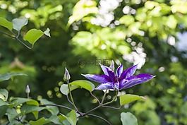 紫色花,花的,植物