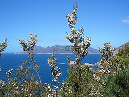 澳大利亞,海洋,鮮花