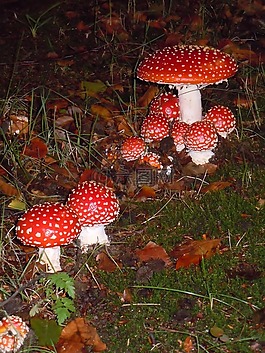 蘑菇,性質(zhì),木耳