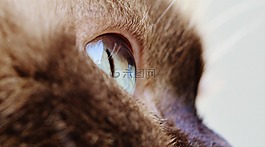 貓,眼,關(guān)閉