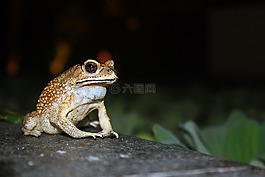 青蛙,池,動物