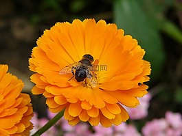 花,橙色,花園
