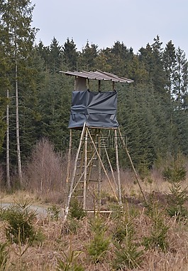 林,景觀,小屋