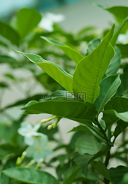 花,綠色,葉