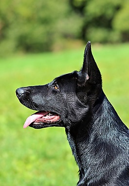 黑的德國牧羊犬,小狗,狗