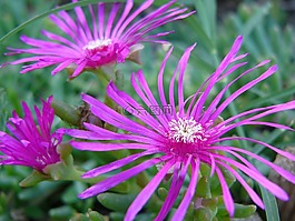 花,紫,夏季