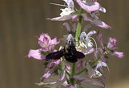 蜜蜂,飛行,授粉