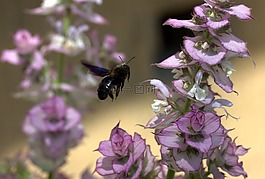 蜜蜂,飛行,授粉