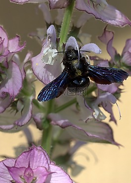 蜜蜂,飛行,授粉