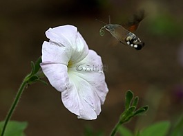 蛾,蜂鸟,花卉
