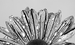 花,黑白色,滴