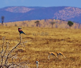 非洲,anzania,塞倫蓋蒂