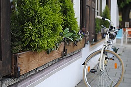 自行車,植物,歐洲
