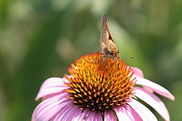 花,蝴蝶,昆蟲