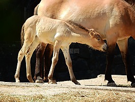 普氏野馬,野馬,布拉格動(dòng)物園