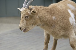 農(nóng)業(yè),動(dòng)物,牛