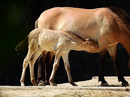 普氏野馬,野馬,布拉格動(dòng)物園