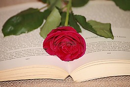 本書,讀取,玫瑰