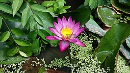 水百合,蓮花,老撾