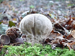 蘑菇,reuzenbovist,灰色