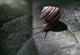 蝸牛,葉,濕