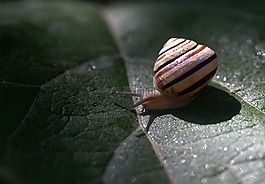 蝸牛,葉,濕
