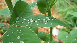 葉子,雨,綠色
