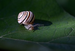 蝸牛,葉,濕