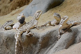 有草原,trapelus sanguinolentus,agamas
