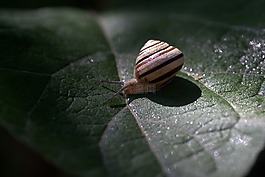 蝸牛,葉,濕