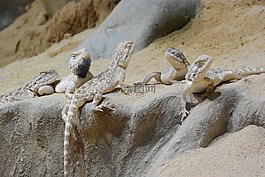 有草原,trapelus sanguinolentus,agamas
