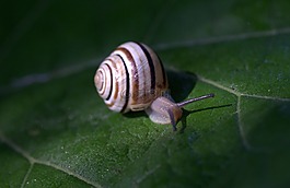 蝸牛,葉,濕